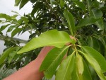 Lá Vối