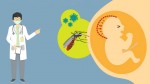 Phụ nữ có thai trong 3 tháng đầu cần đặc biệt chú ý phòng chống virus Zika