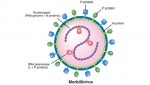 Hình ảnh virus sởi