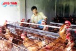 Gia cầm cần được tiêm phòng đầy đủ để phòng ngừa dịch bệnh.
