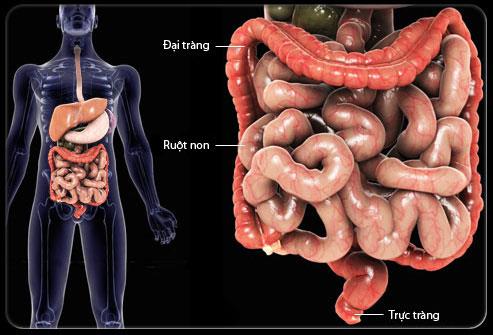 Hội chứng ruột kích thích: Lành tính nhưng khó trị, vì sao?
