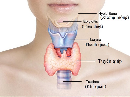 Tuyến giáp